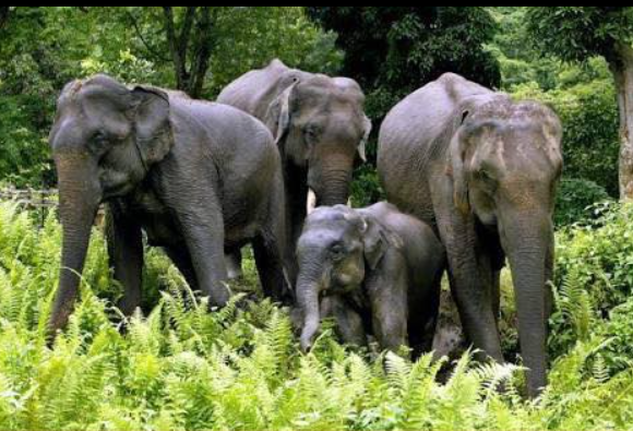 Safari Gallery Image 1