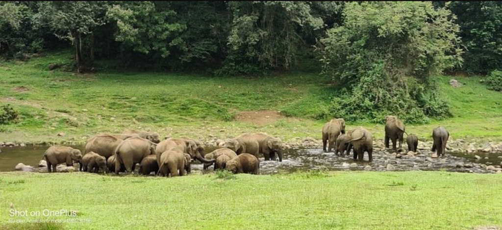 Safari Gallery Image 4